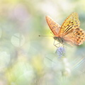 Tabac d'Espagne (Argynnis paphia)