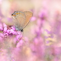 Thécla de l'Yeuse (Satyrium ilicis)