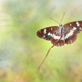 Petit sylvain (Limenitis camilla)
