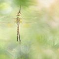 Anax porte-selle (Anax ephippiger) émergent