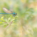 Caloptéryx occitan (Calopteryx xanthostoma) mâle émergent