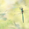 Cordulie métallique (Somatochlora metallica)