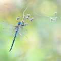 Aeschne affine (Aeshna affinis) mâle