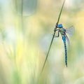 Aeschne affine (Aeshna affinis) mâle