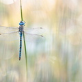 Aeschne affine (Aeshna affinis) mâle