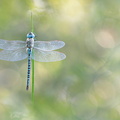 Aeschne affine (Aeshna affinis) mâle