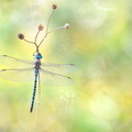Aeschne affine (Aeshna affinis) mâle