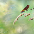 Caloptéryx hémorroïdal (Calopteryx haemorrhoidalis) mâle