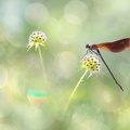 Caloptéryx hémorroïdal (Calopteryx haemorrhoidalis) mâle