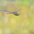 Aeschne des joncs (Aeshna juncea) mâle