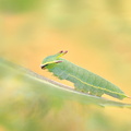 Pacha à deux queues (Charaxes jasius) - Chenille stade 4