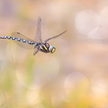 Aeschne des joncs (Aeshna juncea) mâle