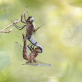 Libellule fauve (Libellula fulva)
