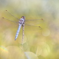 Orthétrum brun (Orthetrum brunneum) mâle