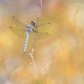 Orthétrum brun (Orthetrum brunneum) mâle