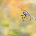 Orthétrum brun (Orthetrum brunneum) mâle