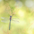 Aeschne affine (Aeshna affinis) mâle