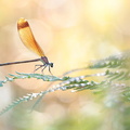 Caloptéryx hémorroïdal (Calopteryx haemorrhoidalis) femelle