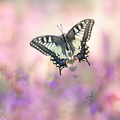 Machaon (Papilio machaon)