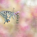 Machaon (Papilio machaon)