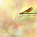 Caloptéryx hémorroïdal (Calopteryx haemorrhoidalis) mâle