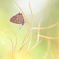Azuré de la Luzerne (Leptotes pirithous)