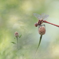 Sympétrum strié (Sympetrum striolatum) mâle