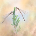 Leste verdoyant (Lestes virens) mâle et femelle