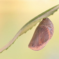 Pacha à deux queues (Charaxes jasius) - Chrysalide quelques instants avant l'émergence