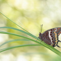 Pacha à deux queues (Charaxes jasius) - femelle