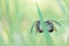 Eucère à longues antennes (Eucera longicornis)