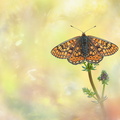 Damier de la Succise (Euphydryas aurinia) femelle