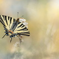Flambé (Iphiclides podalirius)