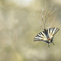 Flambé (Iphiclides podalirius)