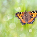 Petite Tortue (Aglais urticae)