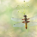 Libellule déprimée (Libellula depressa) femelle