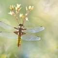 Libellule déprimée (Libellula depressa) femelle