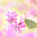 Souci (Colias crocea)