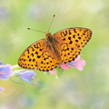 Nacré de la ronce (Brenthis daphne)