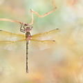 Cordulie à corps fin (Oxygastra curtisii) femelle immature