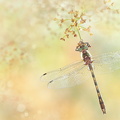 Cordulie à corps fin (Oxygastra curtisii) mâle mature