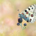Apollon (Parnassius apollo)