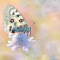 Apollon (Parnassius apollo)