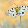 Apollon (Parnassius apollo)