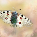 Apollon (Parnassius apollo)