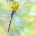 Aeschne affine (Aeshna affinis) mâle