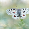 Apollon (Parnassius apollo)