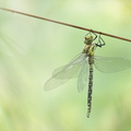 Aeschne bleue (Aeshna cyanea) mâle émergent