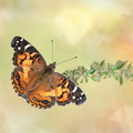 Belle américaine ou Vanesse des perlières (Vanessa virginiensis)