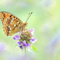 Moyen Nacré (Fabriciana adippe)